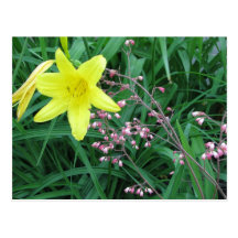 day lily in garden postcards