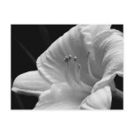 Day Lily Postcard