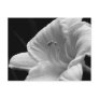 Day Lily Postcard