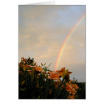 Day Lily Rainbow Cards