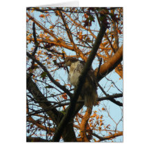 Day of the Hawk Greeting Cards