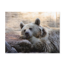 Daydreaming Bear Postcard