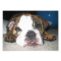 Daydreaming Tonka Photo Print
