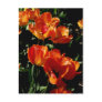 Daylight Dreams Lina 1 Post Card