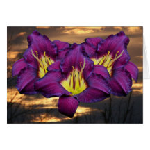 Daylily 'Bela Lugosi' Greeting Cards