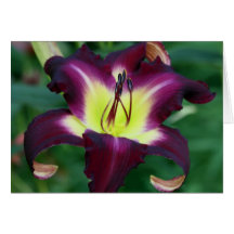 Daylily 'Black Falcon Ritual' Greeting Card