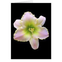 Daylily 'Charlie' Cards