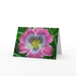 Daylily 'Dixie Blues' Cards