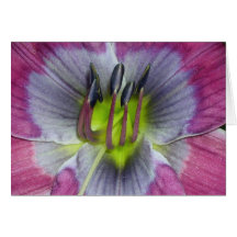 Daylily 'Dixie Blues' Card