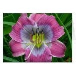 Daylily 'Dixie Blues' Cards