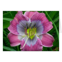 Daylily 'Dixie Blues' Cards