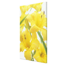 Daylily flowers and flower buds (Hemerocallis) Canvas Prints