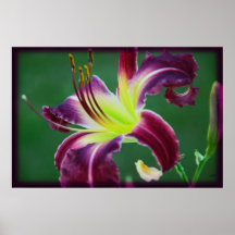 Daylily Glam Print