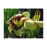 Daylily Glow Postcard