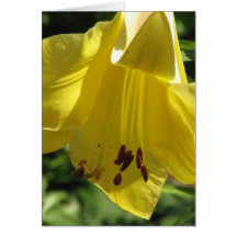 Daylily Greeting Card
