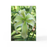 Daylily 'Heaven Waits For Me' Greeting Cards