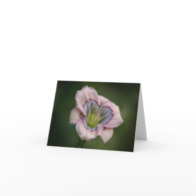 Daylily Note Card by AHSStore