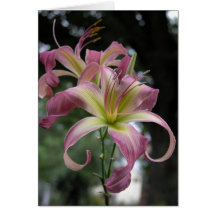 Daylily Note Card