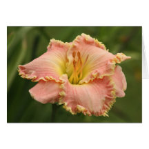 Daylily Note Card