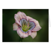 Daylily Note Card
