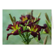 Daylily Note Card