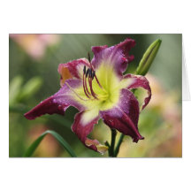 Daylily Note Card