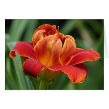 Daylily Note Card
