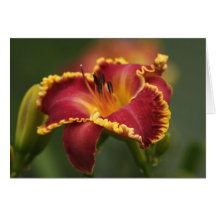 Daylily Note Card