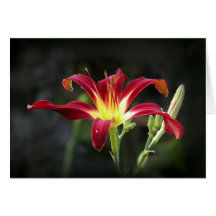 Daylily Note Card