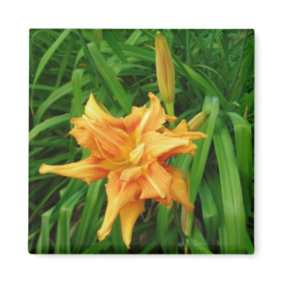 daylily: orange -Magnet by minx267