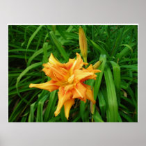 Daylily: Orange Posters