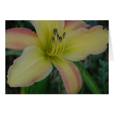Daylily 'Painter's Splash' Card by littlewingdesign