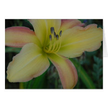 Daylily 'Painter's Splash' Card