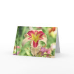 Daylily 'Patricia Snider Memorial' cards