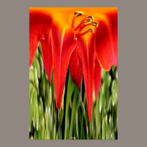 Daylily posters