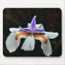 daylily purple splash