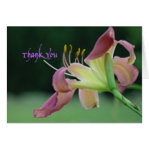 Daylily Thank You 'On the Web' Card