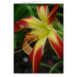 Daylily 'Thin Man' Greeting Card