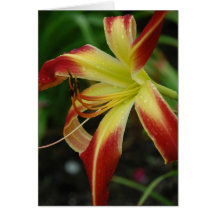 Daylily 'Thin Man' Greeting Card