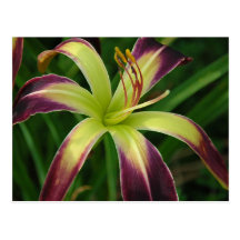 Daylily 'Waiting in the Wings' Post Card