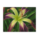 Daylily 'Waiting in the Wings' Post Card