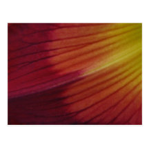 Daylily Watermark Abstract Post Cards