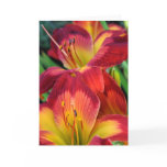 Daylily 'Wispy Rays' Photo Greeting Card