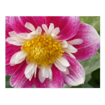 Daytime Star Bloom Post Card