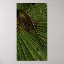 Daytona Gecko Poster