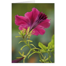 Dazzling Petunia Greeting Cards