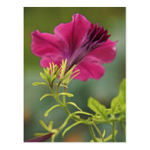 Dazzling Petunia Postcards