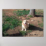 DCP_5702, Your So Cute ......Yes You Are ! Poster