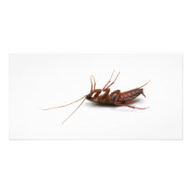 Dead cockroach photo cards