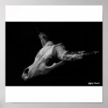 Dead Cow Skull Print